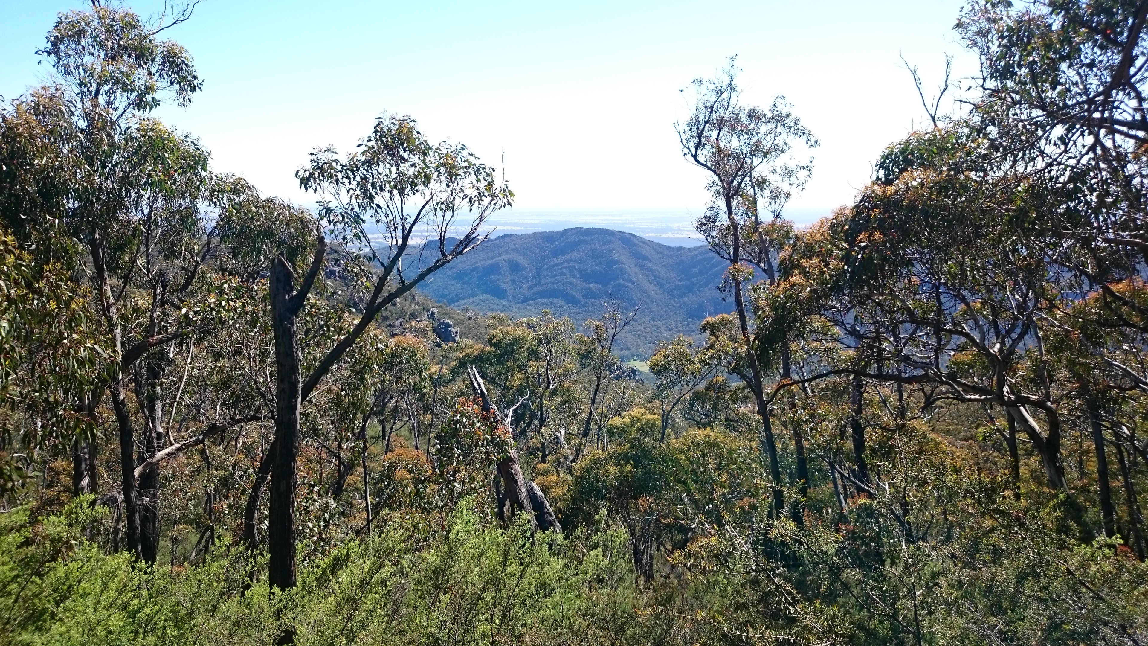 A mountain visible through a gap in the forest